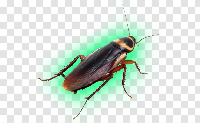 American Cockroach Pest Control Insect - Organism Transparent PNG