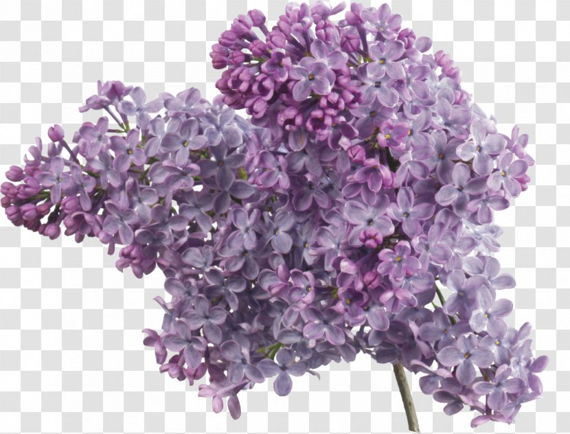 Common Lilac Lavender Clip Art Transparent PNG