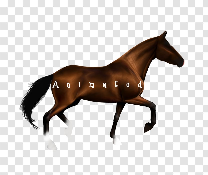 Horse Stallion Equestrian Jumping - Animation Transparent PNG