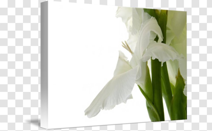 Flower Gladiolus Stock Photography Bulb Transparent PNG