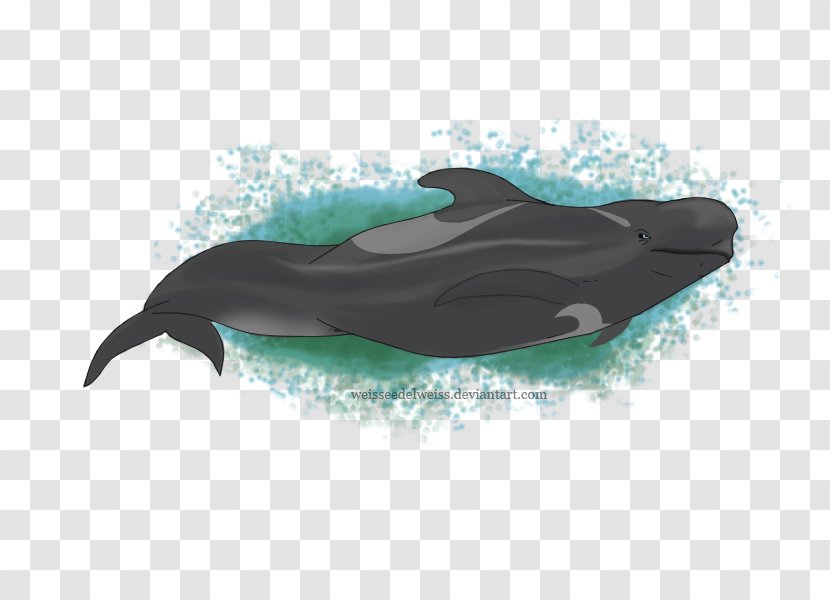 Common Bottlenose Dolphin Wholphin Short-beaked Tucuxi Short-finned Pilot Whale - Fin Transparent PNG