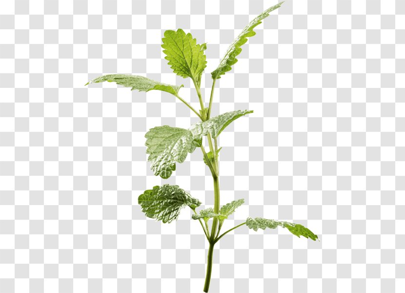 Spearmint Lemon Balm Peppermint Herb Plants - Plant - Your Mouth Mint Drops Transparent PNG