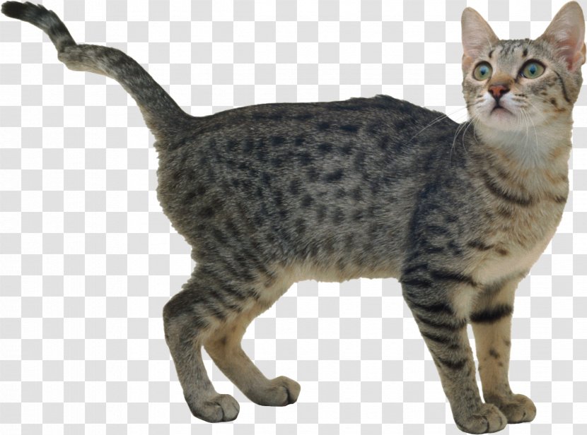 California Spangled Bengal Cat American Wirehair Ocicat European Shorthair - Domestic Shorthaired - Cats Transparent PNG