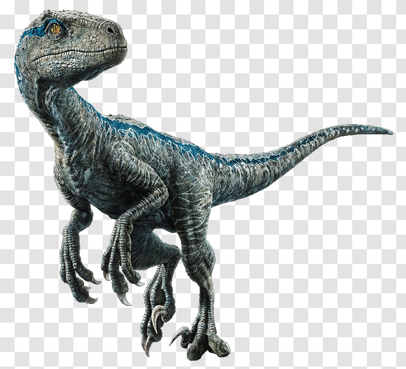 Velociraptor/Velociraptor Dinosaur Owen Indominus Rex - Jurassic Park Transparent PNG
