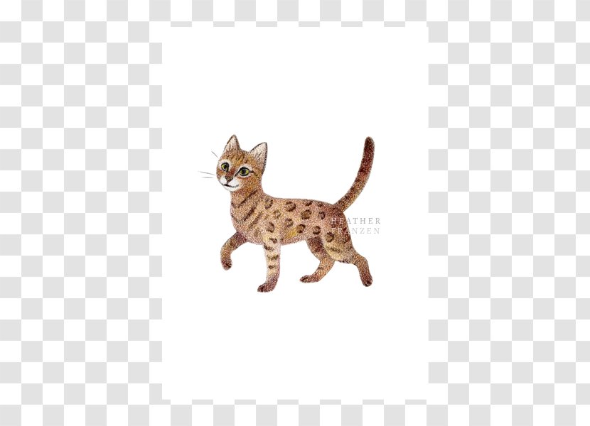 Bengal Cat Ocicat California Spangled Kitten Tabby - Stx Jp50 Risk15rv Nr Eo Transparent PNG