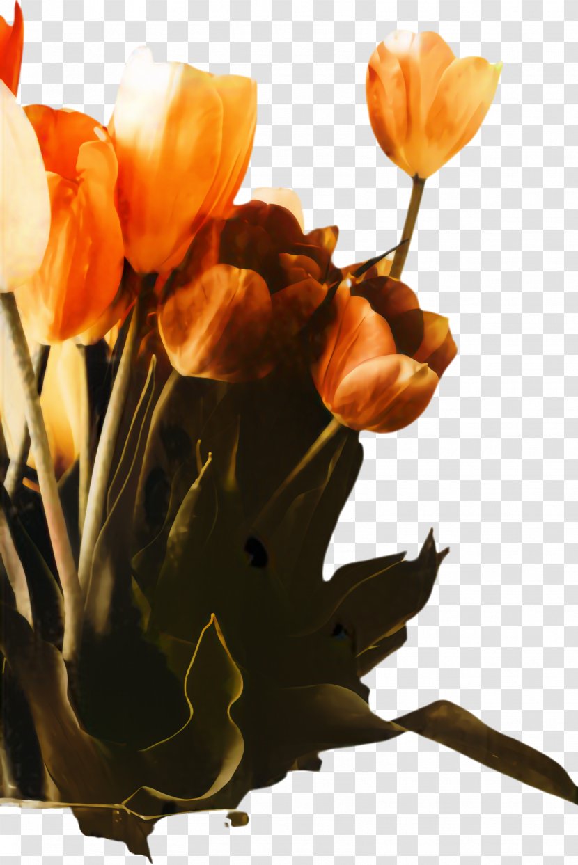 Flowers Background - Flower - Lily Family Plant Stem Transparent PNG