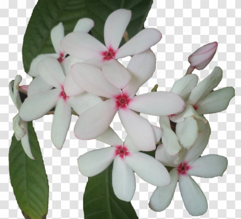 Flowering Plant Petal - Lord Krishna Transparent PNG