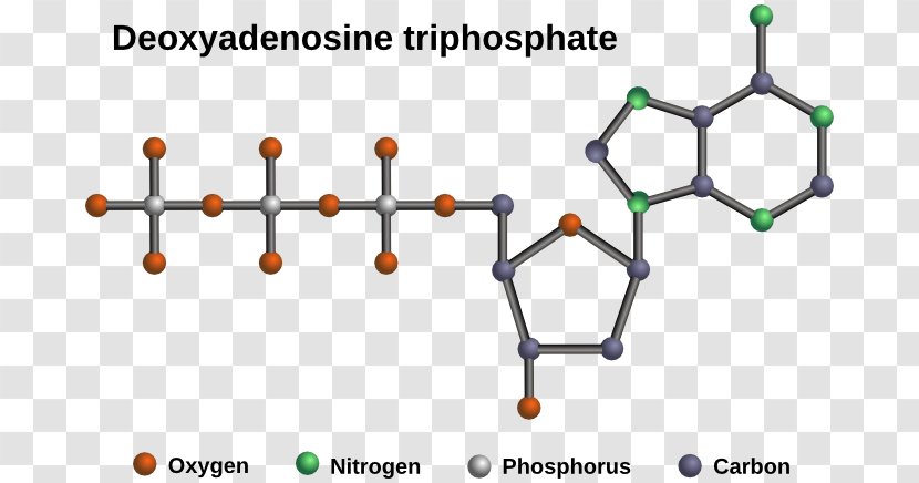 Nucleic Acid Structure DNA And RNA - Watercolor - Heteronuclear Molecule Transparent PNG