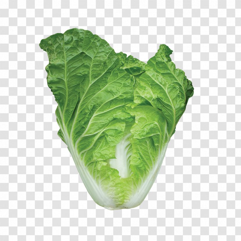 Romaine Lettuce Choy Sum Chinese Cabbage Spring Greens Transparent PNG