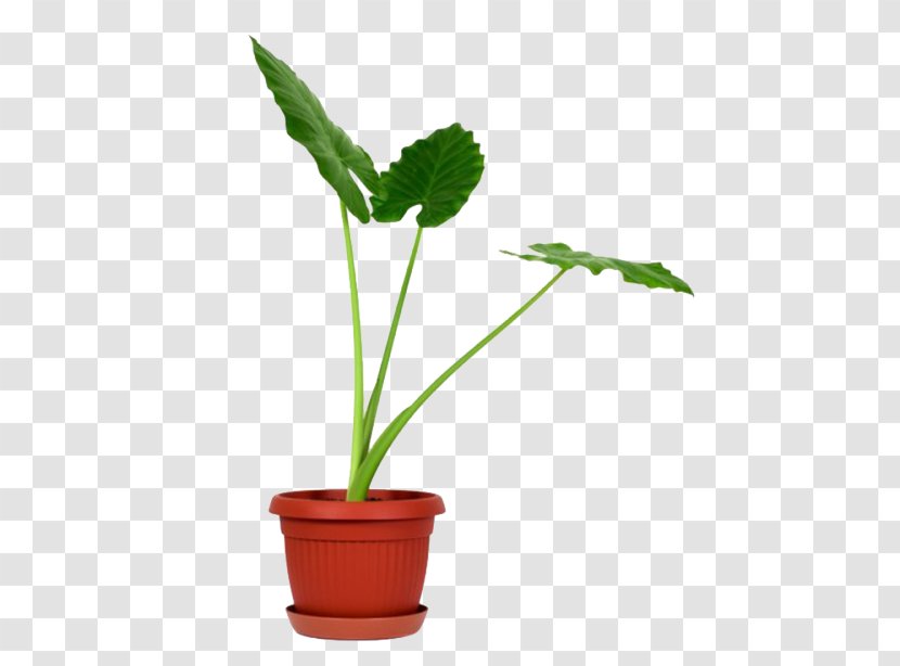 Giant Taro Plant Stem Flowerpot - Leaf Transparent PNG