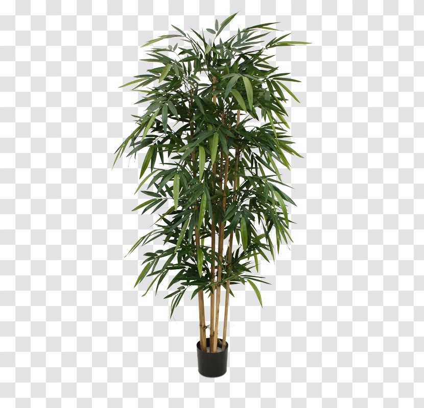 Weeping Fig Bamboo Houseplant Tree Silk - Trees - Large Potted Plants Transparent PNG
