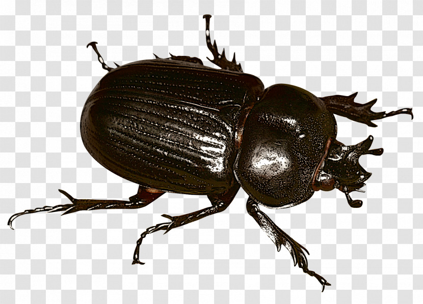 Beetles Japanese Rhinoceros Beetle Stag Beetle Dung Beetle Weevil Transparent PNG