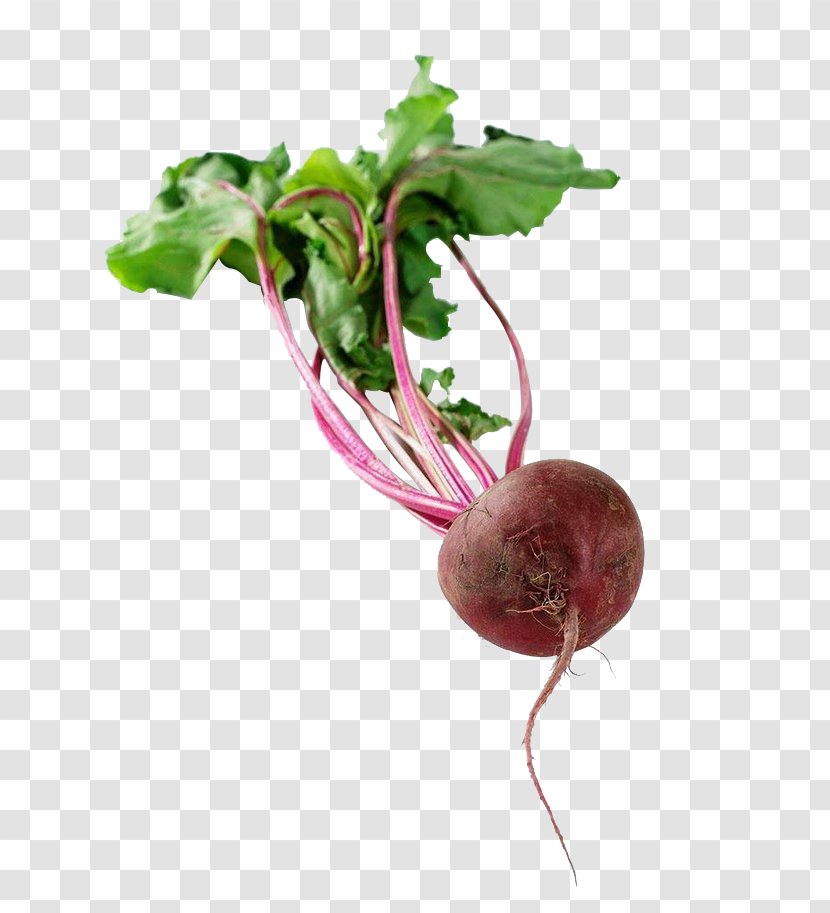 Chard Radish Beetroot Turnip Food - Root Vegetables - A Fresh Beet Transparent PNG