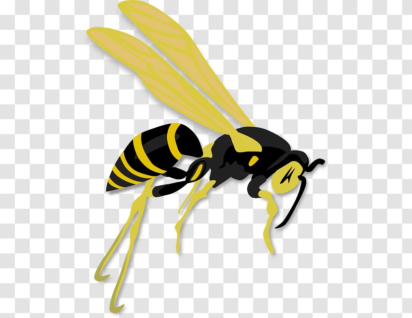 Hornet Western Honey Bee Wasp Transparent PNG