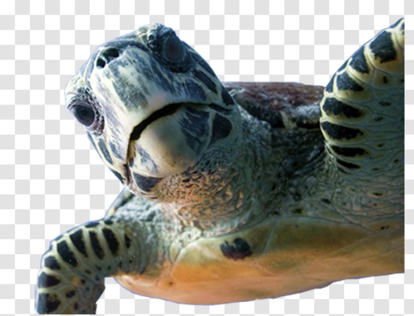 Dive Wishes & More Loggerhead Sea Turtle HONTZA MUSEOA FUNDAZIOA Underwater Diving - Scuba - Ciencia Transparent PNG