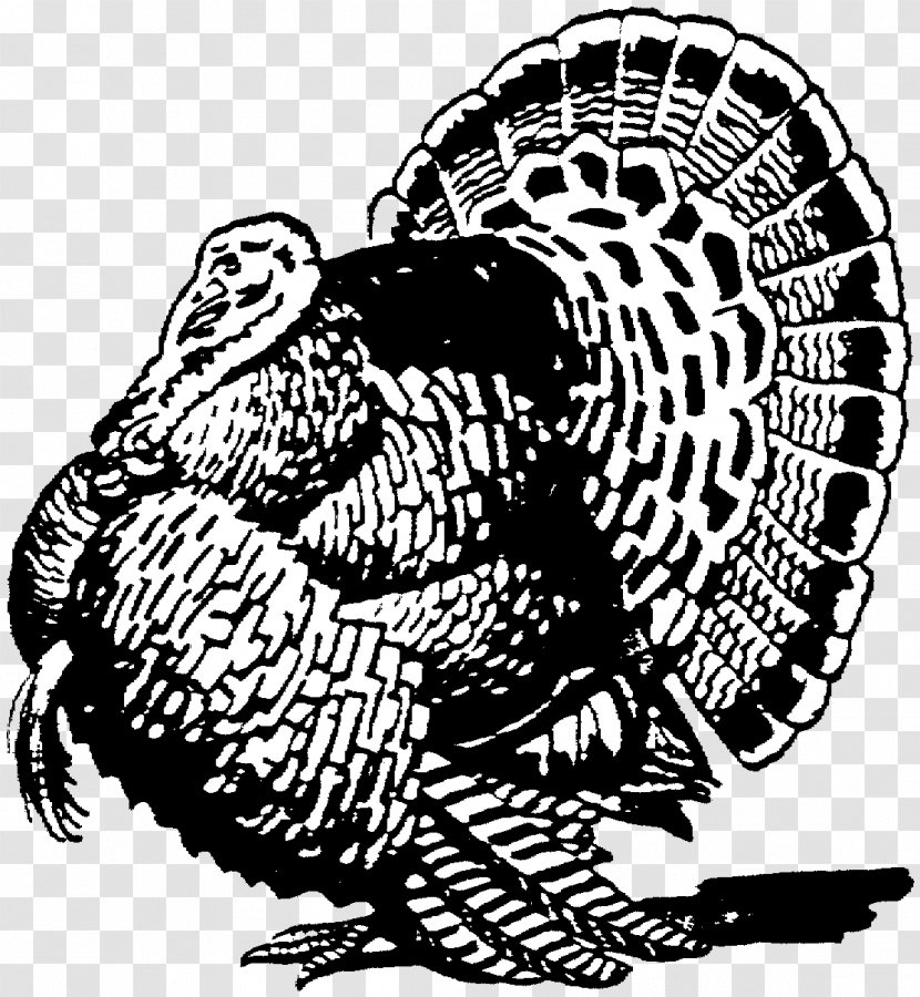 Thanksgiving Turkey Drawing - Blackandwhite - Line Art Transparent PNG