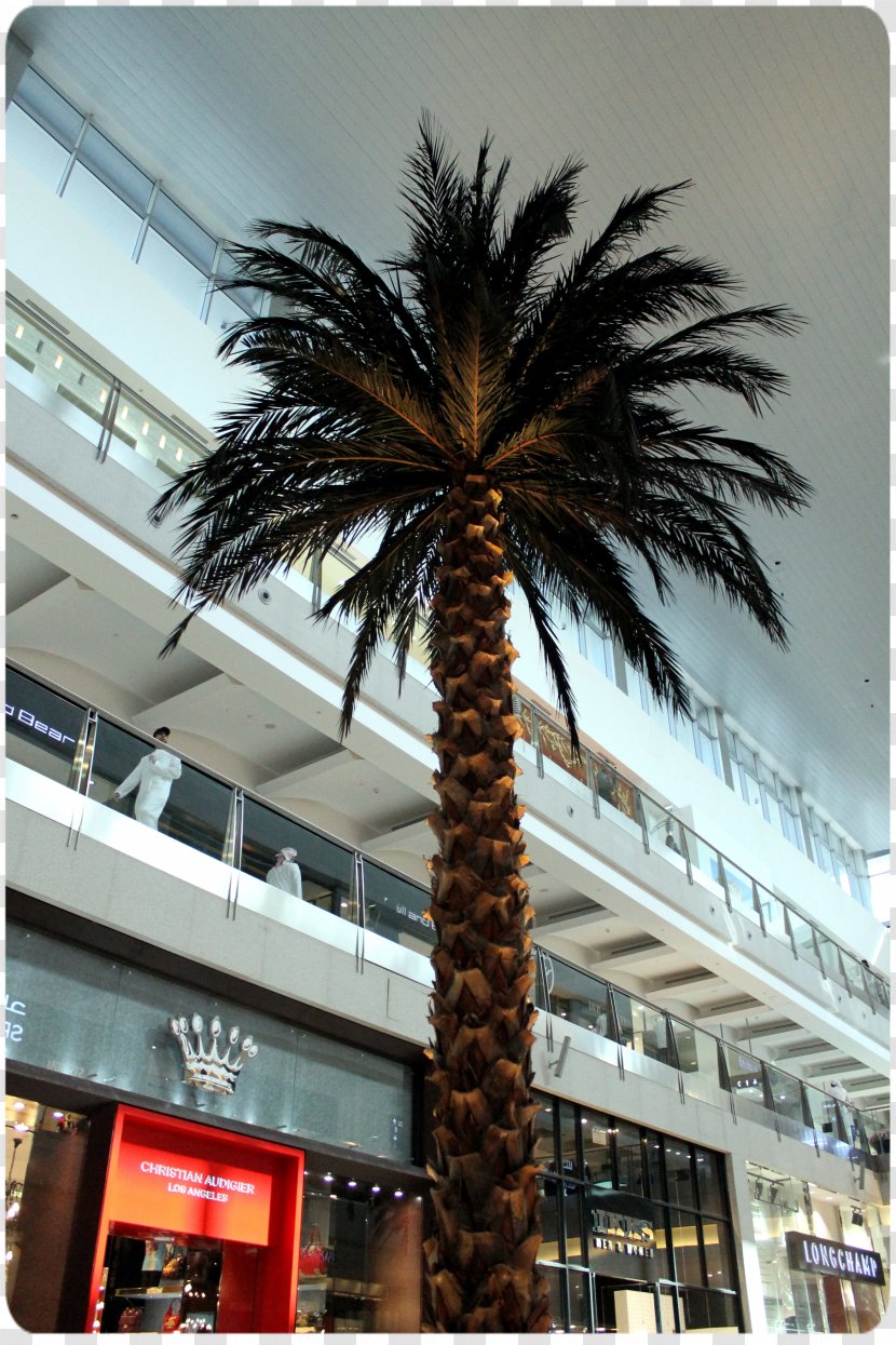 Arecaceae Asian Palmyra Palm Date Plant Tree - Burj Khalifa Transparent PNG