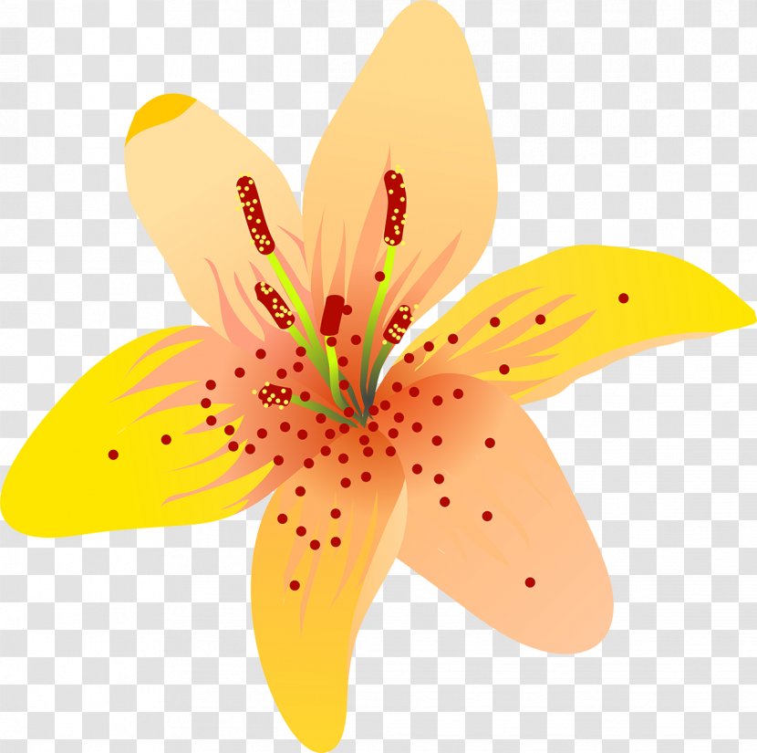 Flowering Plant Petal Close-up - Orange - Tipi Transparent PNG
