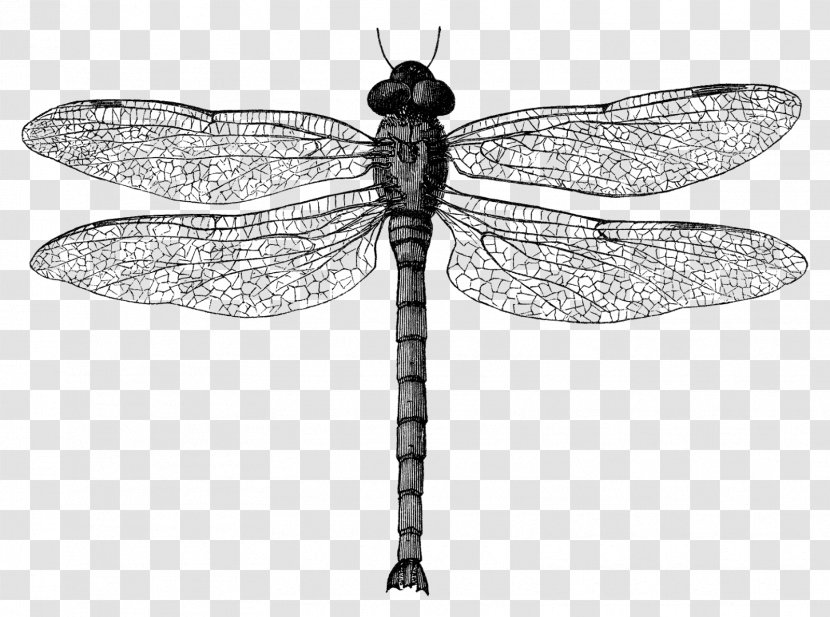 Insect Dragonfly Clip Art - Wing - Black And White Transparent PNG