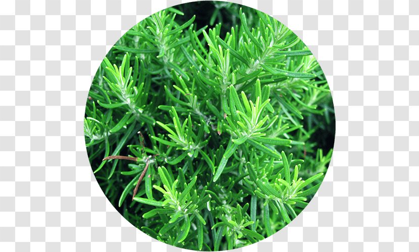 Rosemary Italian Cuisine Southernwood Herb Spice - Seed - Plant Transparent PNG