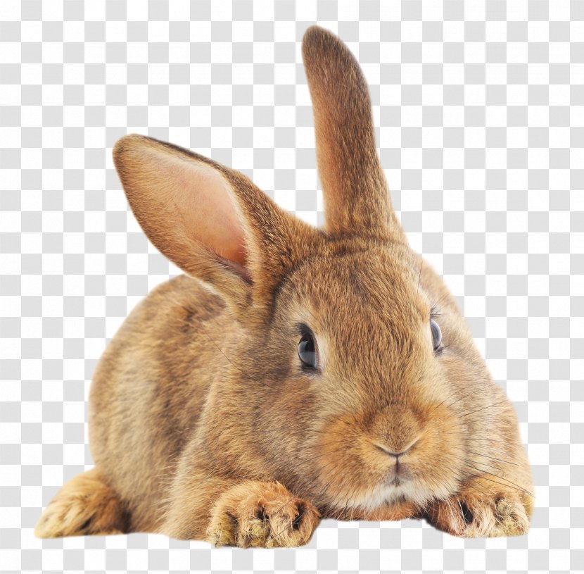 Domestic Rabbit European Easter Bunny Hare - Have Dreams Transparent PNG
