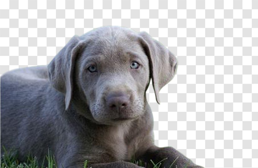 Labrador Retriever Weimaraner Puppy Dog Breed Blue Lacy - Charcoal Labs Transparent PNG