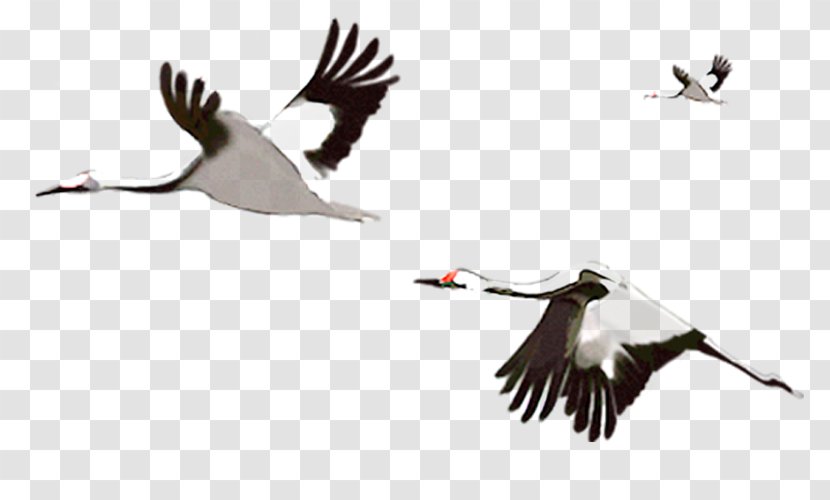 Red-crowned Crane Bird Goose - Hand-painted Flying Transparent PNG