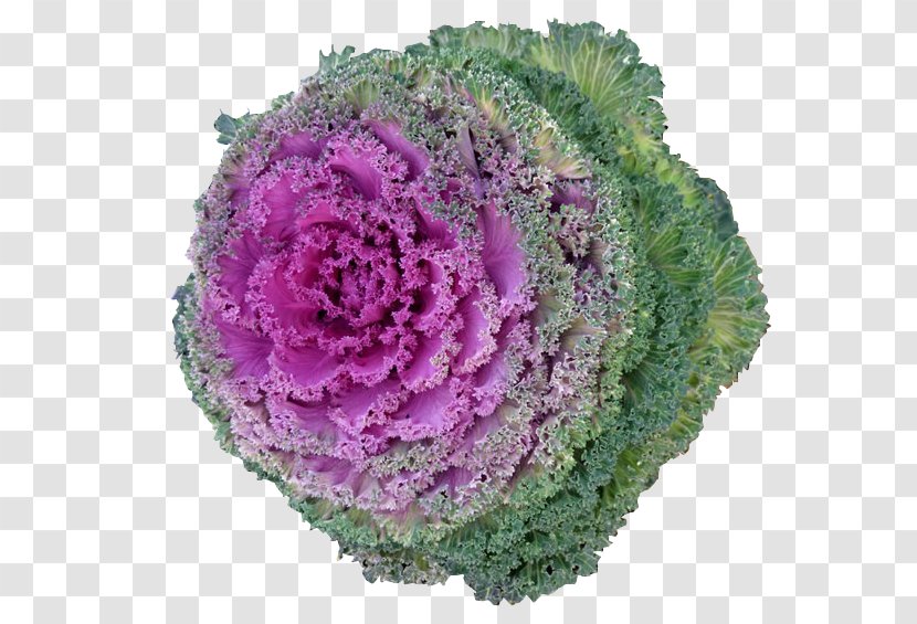 Cabbage Kale Cauliflower Vegetarian Cuisine Vegetable - Floristry - A High-definition Image Of Fresh Transparent PNG