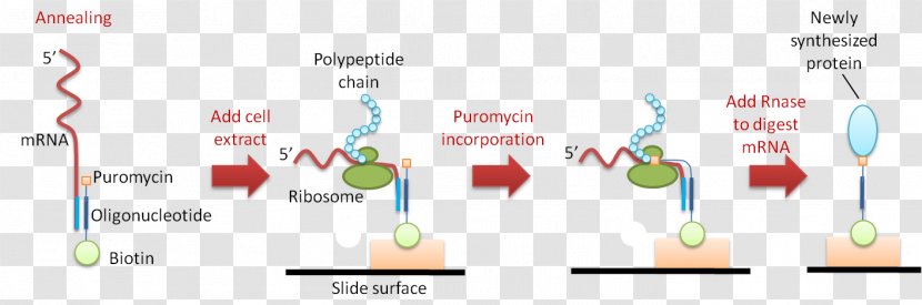 Puromycin Cell-free Protein Array Synthesis Microarray - Frame - Silhouette Transparent PNG