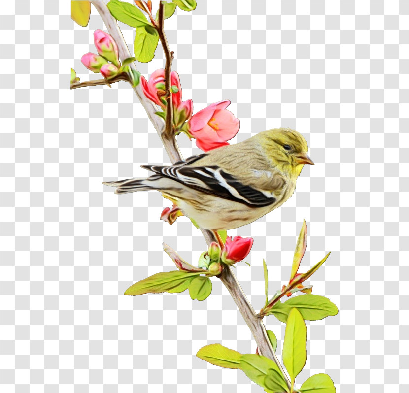 Bird Flower Plant Finch Beak Transparent PNG