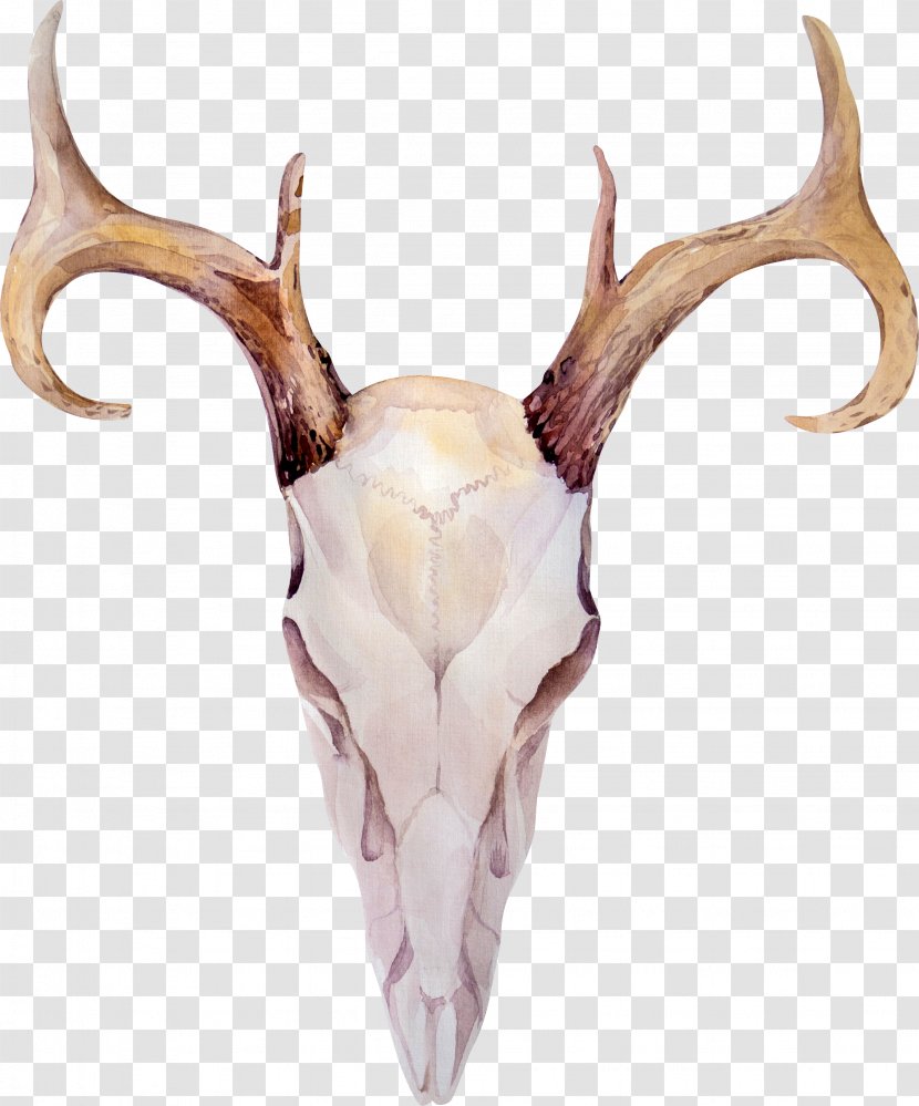 Deer Elk Antler Horn - Reindeer Transparent PNG