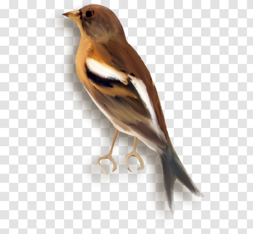 House Sparrow European Robin Common Nightingale American Sparrows - Beak Transparent PNG