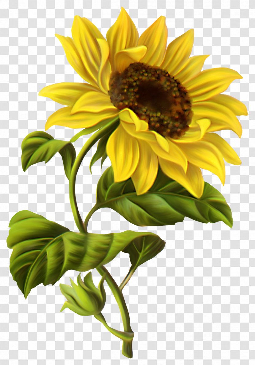 Common Sunflower Drawing Illustration - Line Art Transparent PNG
