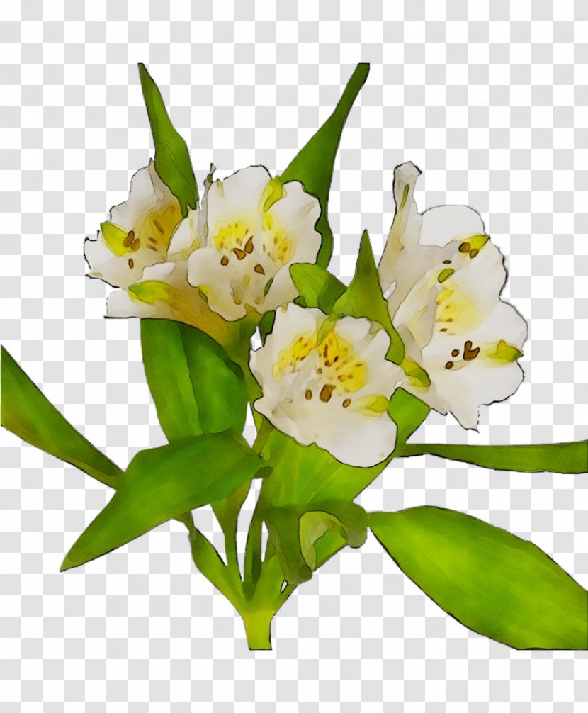 Lily Of The Incas Cut Flowers Flower Bouquet Plant Stem Transparent PNG