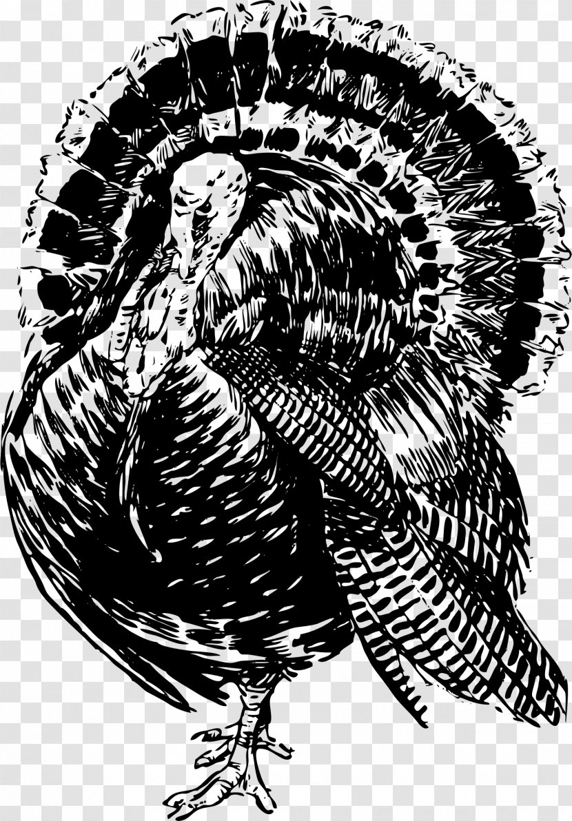 Drawing Line Art Clip - Turkey Bird Transparent PNG