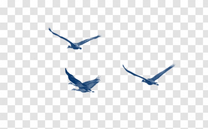 Bird Blue Download Pattern - Beak - Birds Decoration Transparent PNG