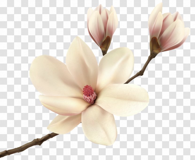 Southern Magnolia Flower Fraseri Tree Floristry - Flowering Plant - White Spring Branch Clip Art Image Transparent PNG