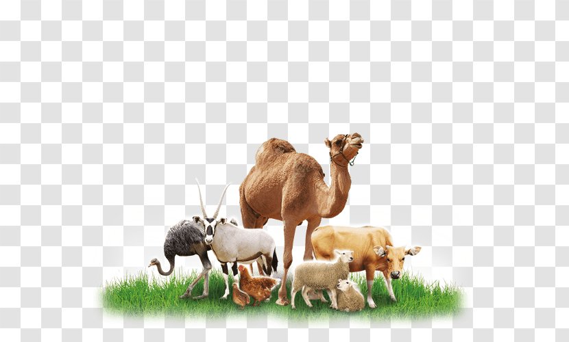 Dromedary Cattle Feeding Animal Feed - Grass Transparent PNG
