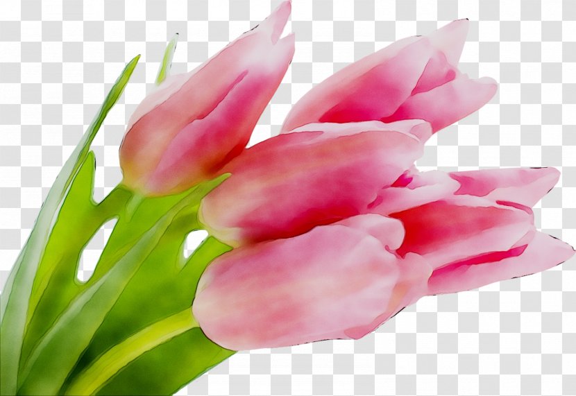 Desktop Wallpaper Tulip Image Flower Pink - Petal Transparent PNG