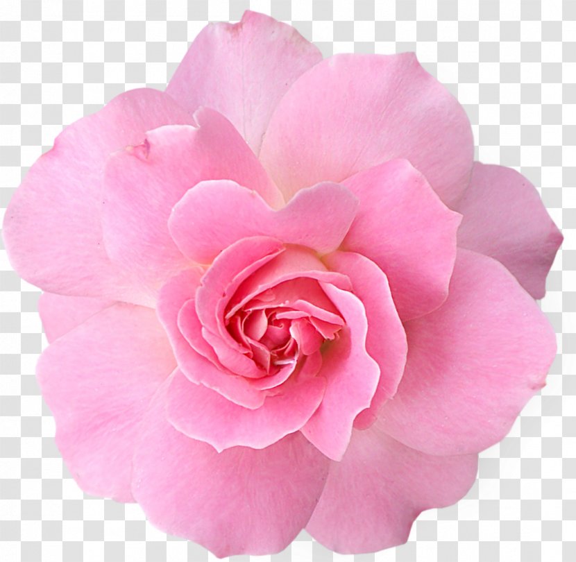 Pink Flowers Rose Clip Art - Family Transparent PNG