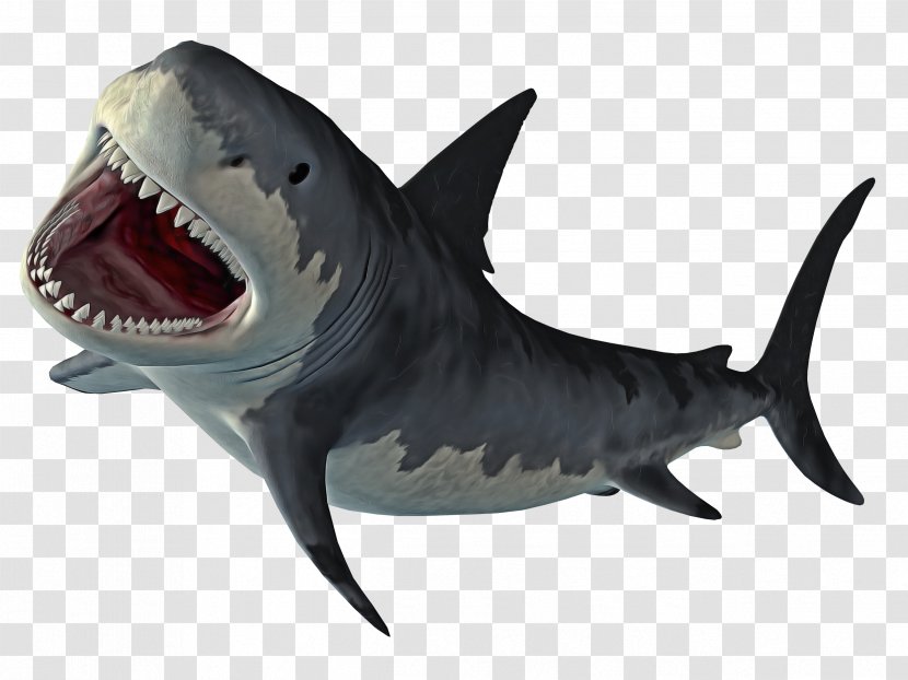 Shark - Tiger - Bull Requiem Transparent PNG