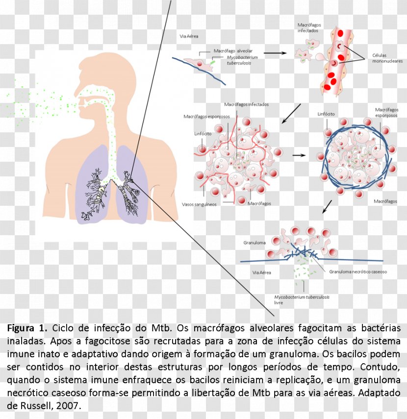 Mycobacterium Tuberculosis Pathogenesis Disease Infection - Watercolor - Imune Transparent PNG