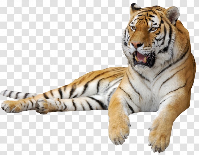 Siberian Tiger Clip Art - Jungle Cat - Clipart Picture Transparent PNG