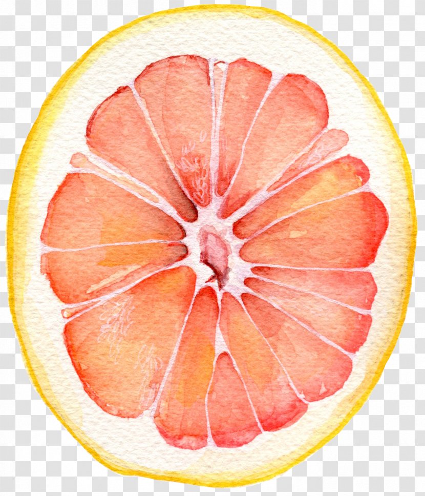 Grapefruit Watercolor Painting - Blood Orange Transparent PNG