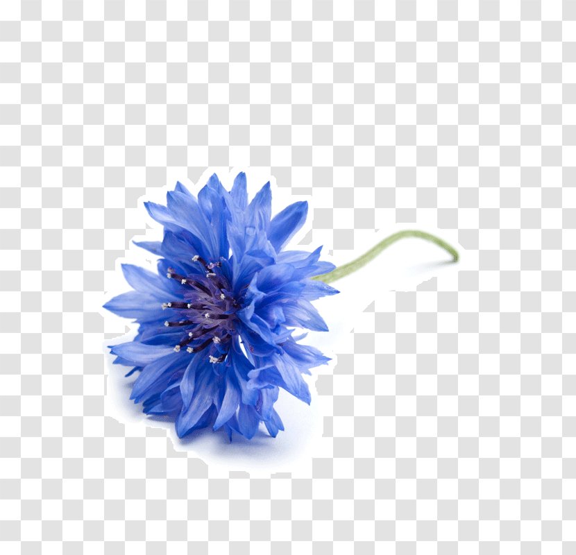 Cornflower Royalty-free Photography - Flower - Chamomile Petals Transparent PNG