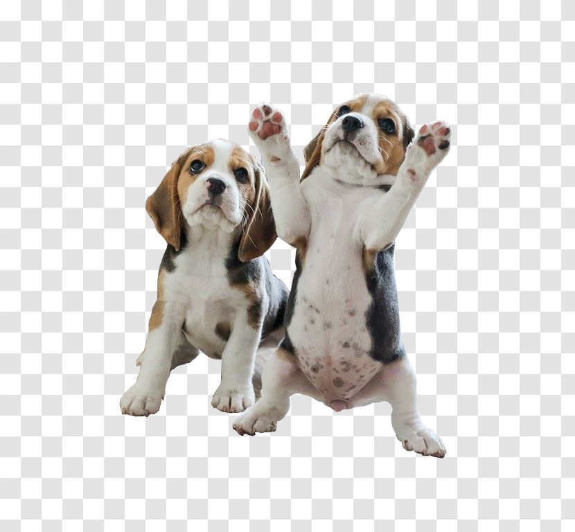 Pocket Beagle Puppy Your Beagles - Breed - Two Stood Transparent PNG