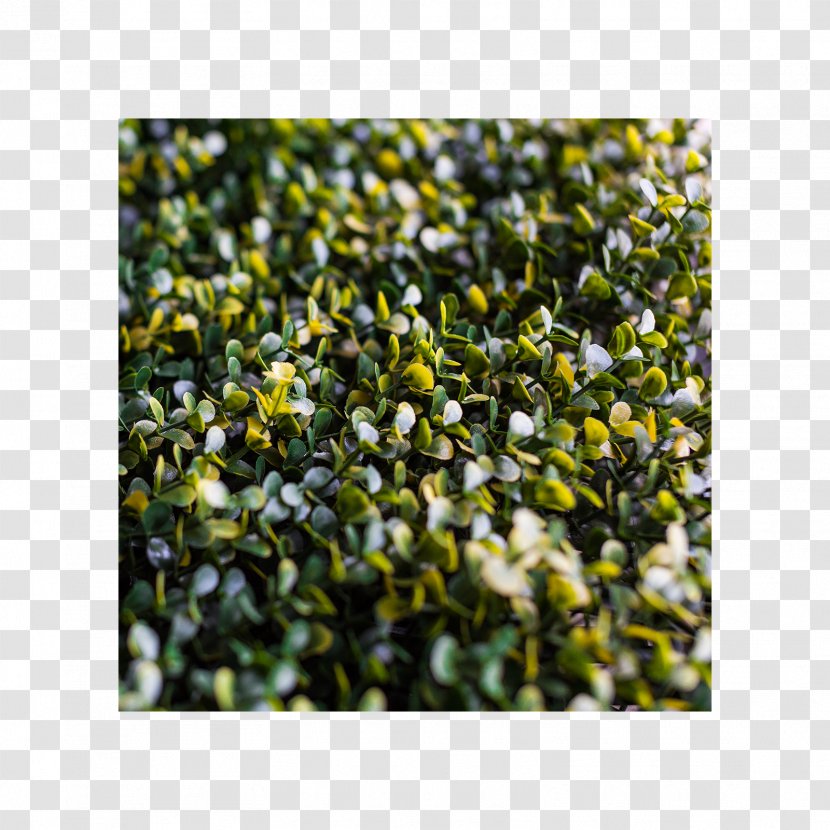 Groundcover Lawn Shrub - Plant - Grass Transparent PNG