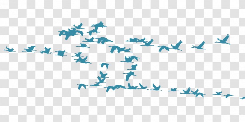 Bird Migration Crane Flock Animal - Wing - Birds Transparent PNG