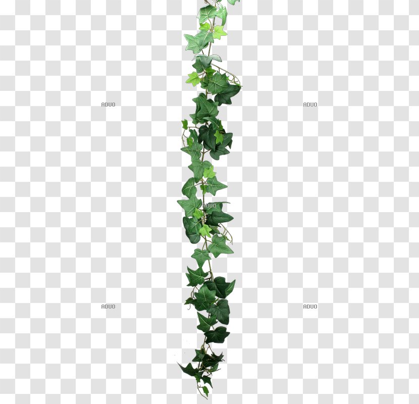 Common Ivy Leaf Plant Stem Branch - Vine Transparent PNG