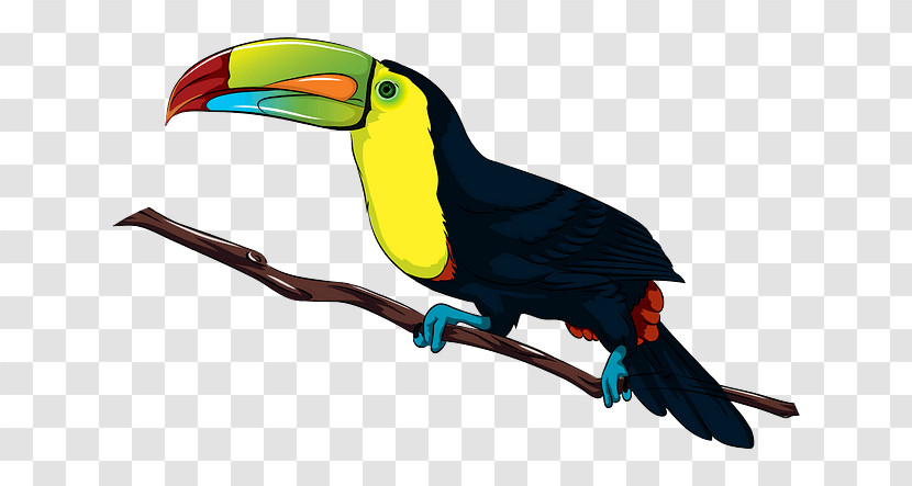 Bird Toucan Beak Piciformes Transparent PNG